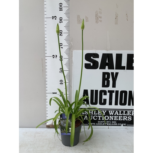 Lot 54        