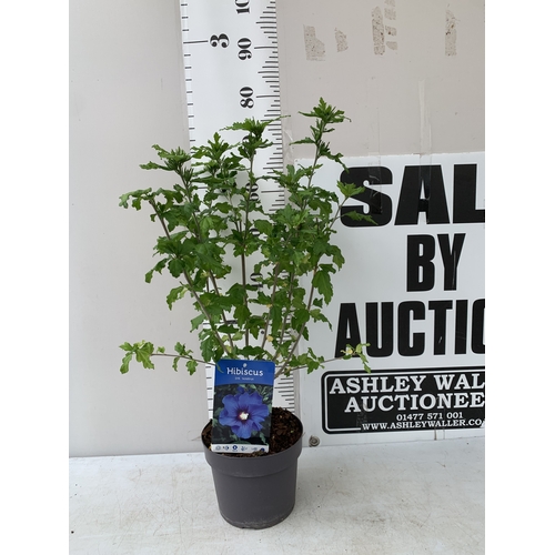 Lot 55        