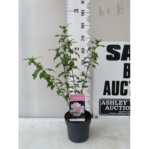 Lot 56        