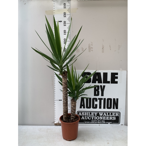 Lot 23        