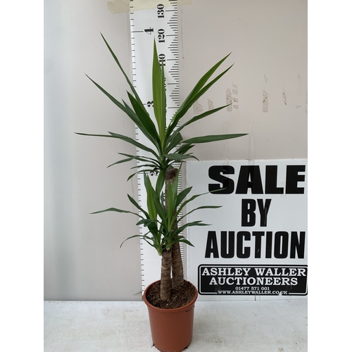 Lot 26        