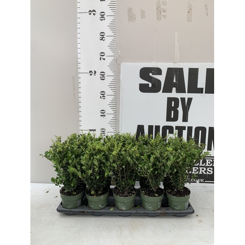 Lot 51        
