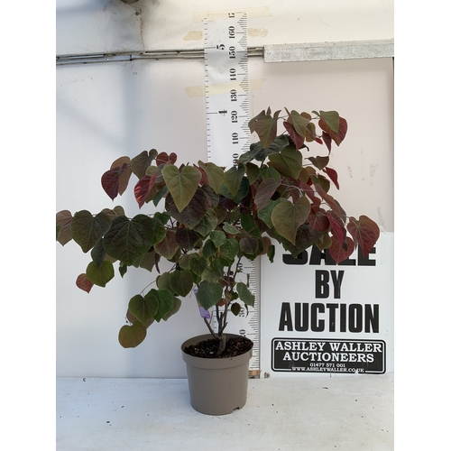 Lot 1         