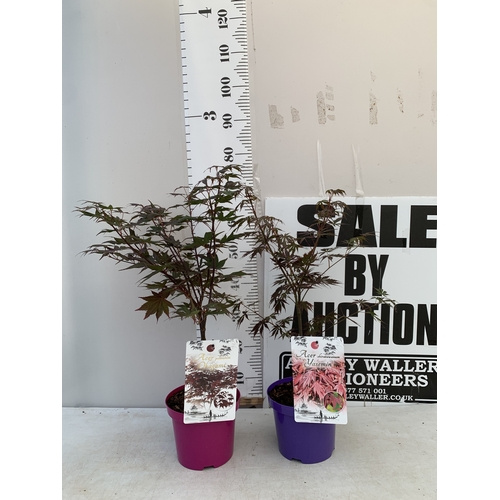 Lot 12        