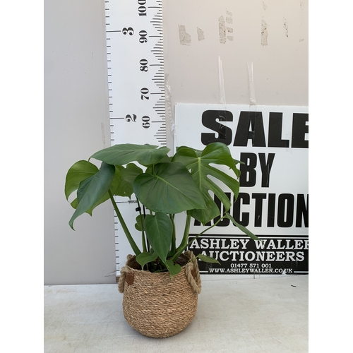 Lot 28        