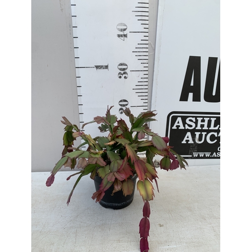 Lot 29        