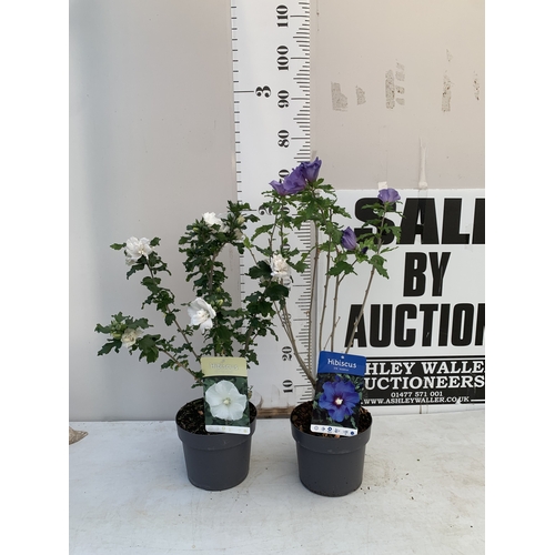 Lot 3         