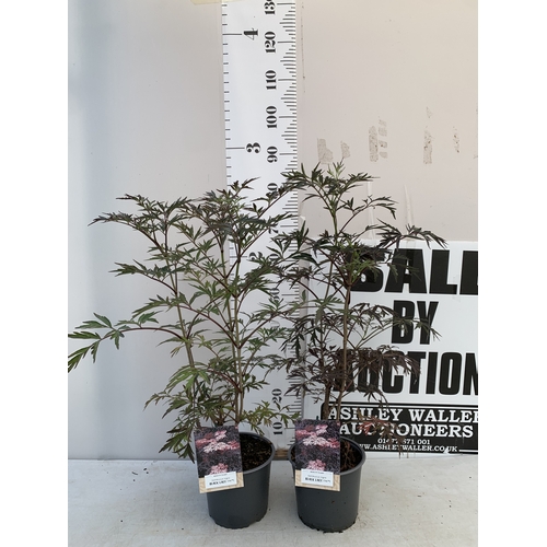 Lot 34        