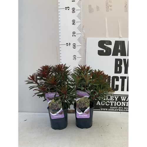 Lot 36        