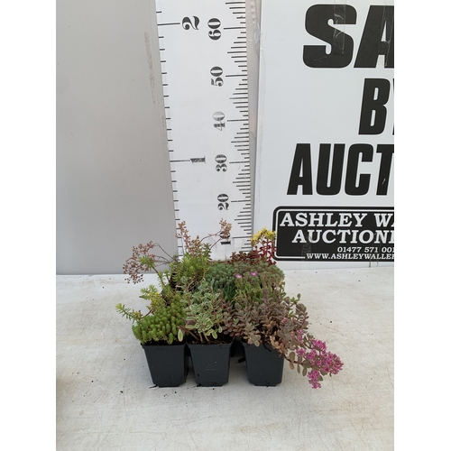 Lot 43        