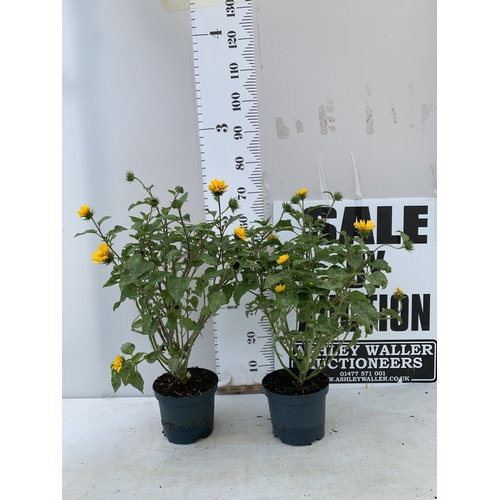 Lot 52        