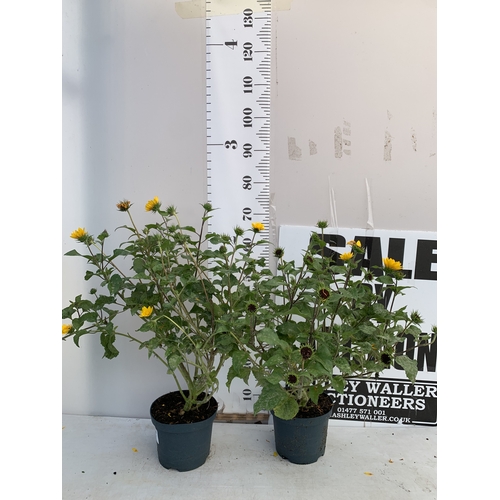 Lot 53        