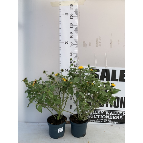 Lot 54        