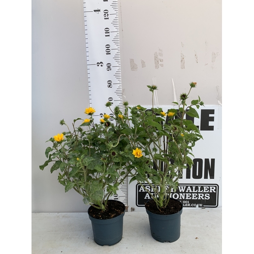 Lot 55        