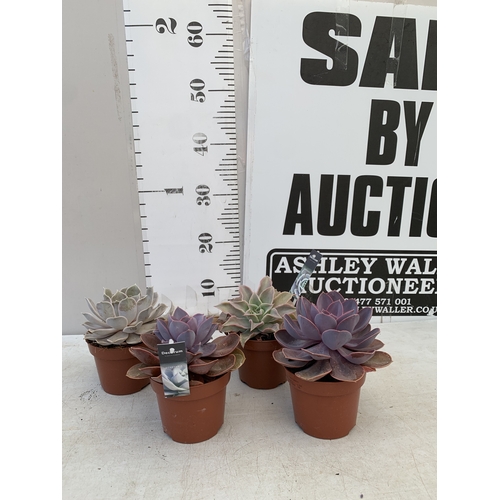 Lot 56        