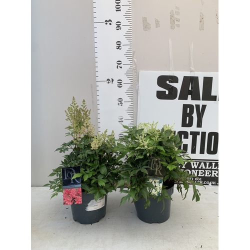 Lot 59        