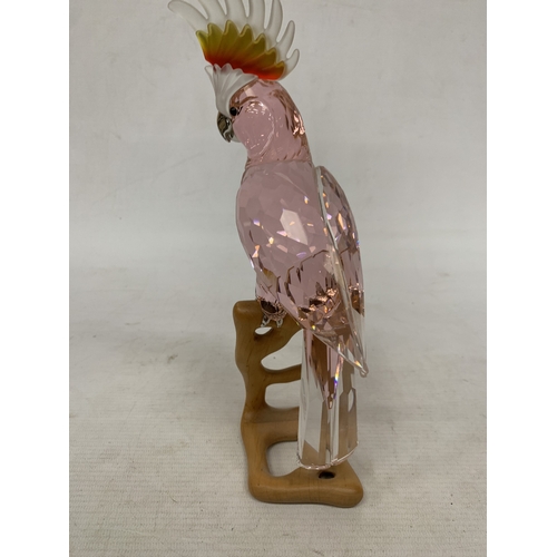 16 - A SWAROVSKI RED 'COCKATOO' FIGURE (MODEL 718565) FROM THE PARADISE BIRDS COLLECTION ON A WOODEN BASE... 