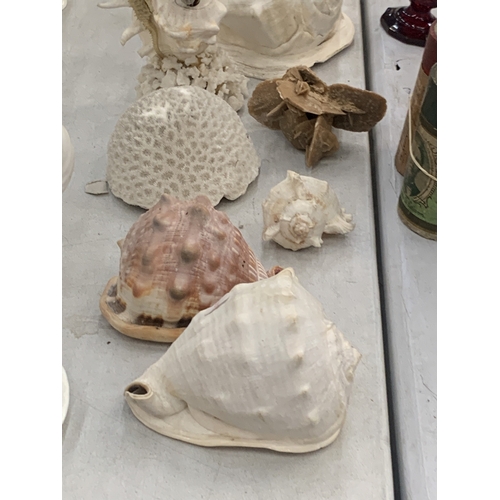 110 - A COLLECTION OF LARGE SEA SHELLS