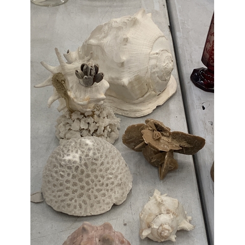 110 - A COLLECTION OF LARGE SEA SHELLS