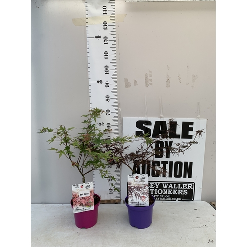 Lot 46        