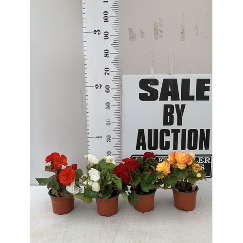 Lot 19        