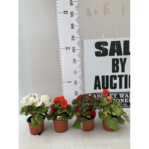 Lot 20        