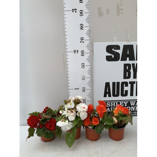 Lot 21        