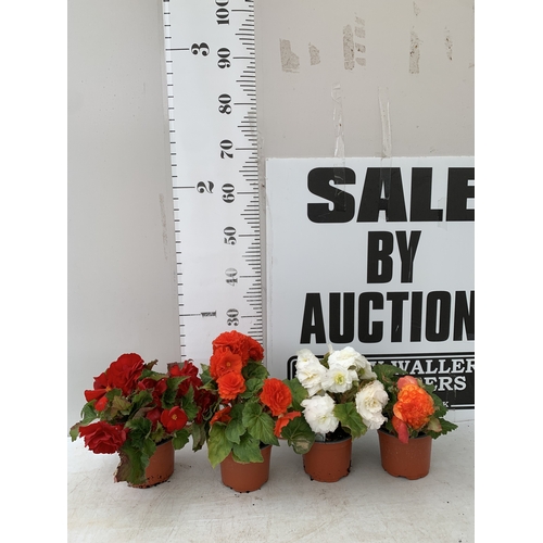 Lot 22        