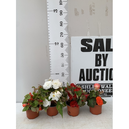 Lot 24        