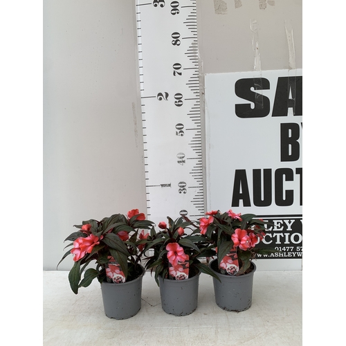 Lot 25        