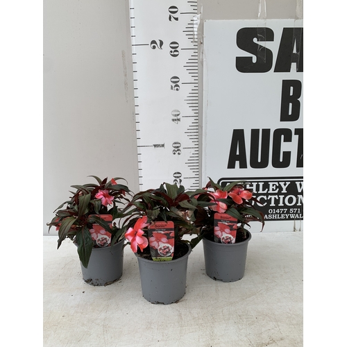 Lot 26        