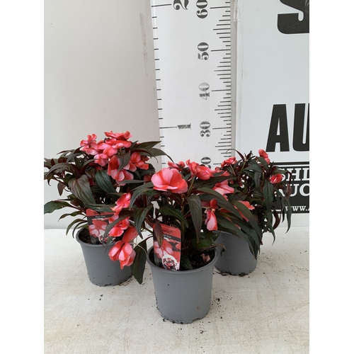 Lot 27        