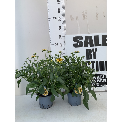 Lot 3         