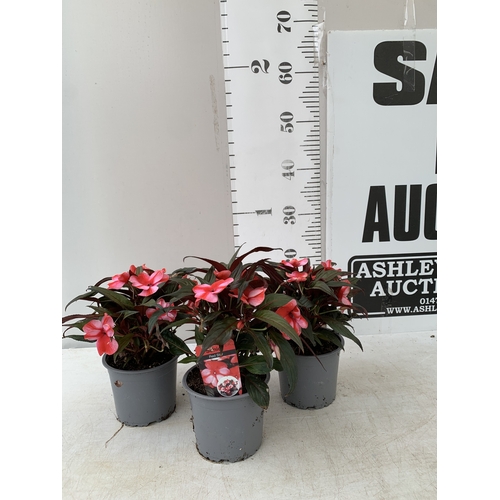 Lot 30        