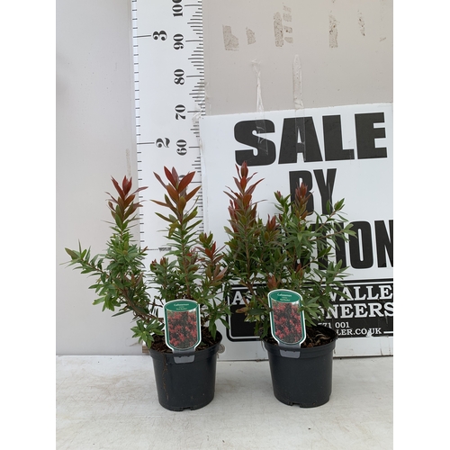 Lot 34        