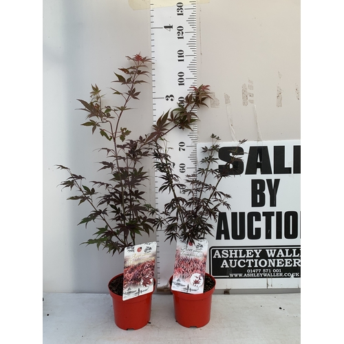 Lot 48        