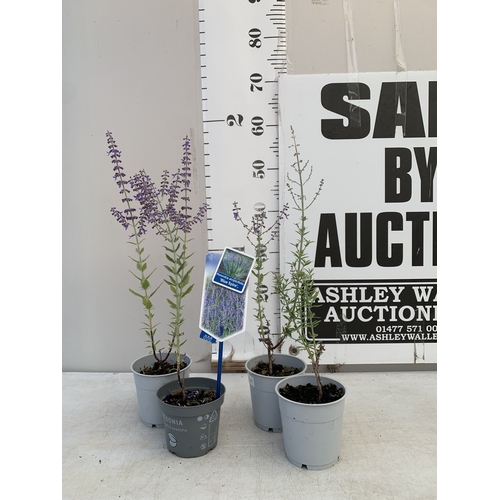 Lot 52        