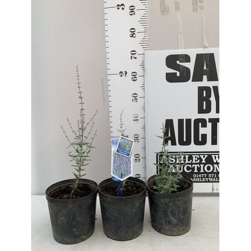 Lot 54        