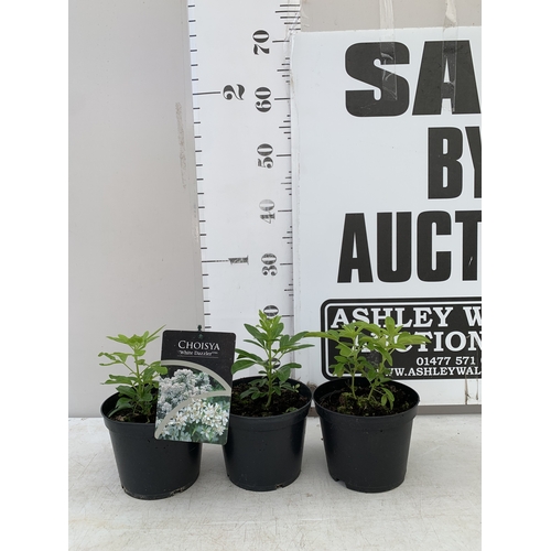 Lot 55        