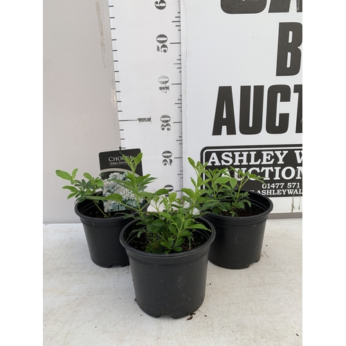 Lot 56        