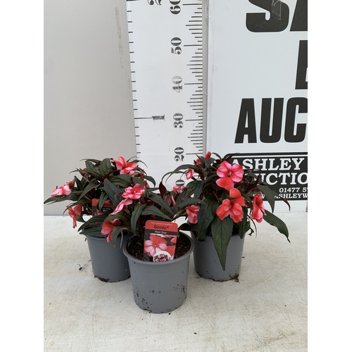 Lot 58        