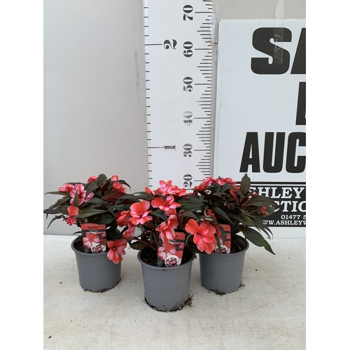 Lot 59        