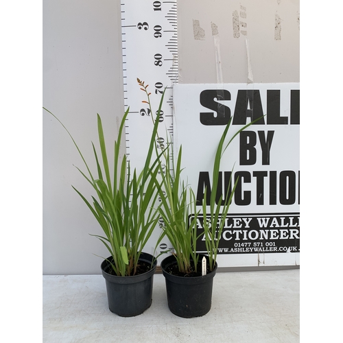Lot 6         