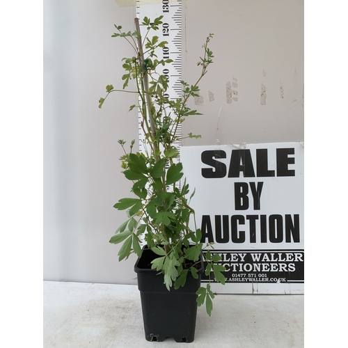 Lot 8         