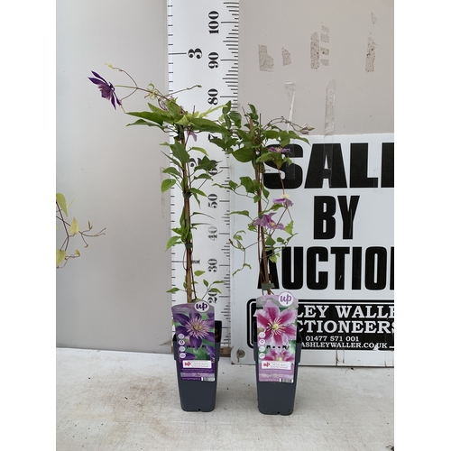 Lot 12        