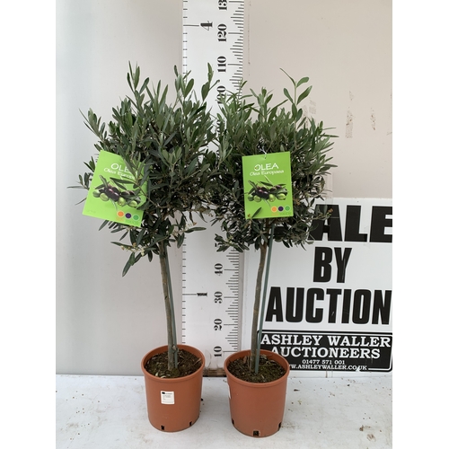 Lot 14        