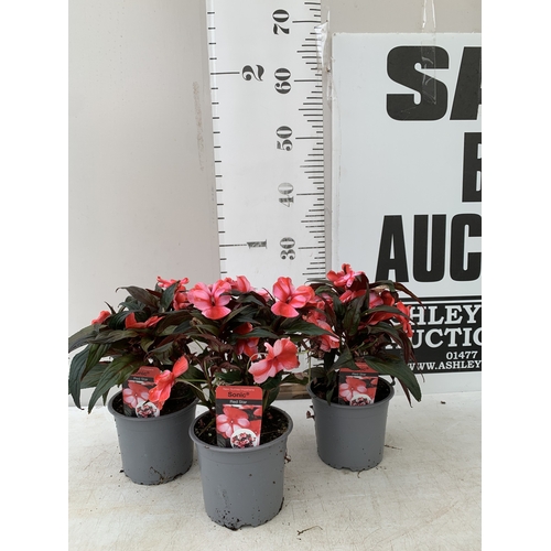 Lot 29        