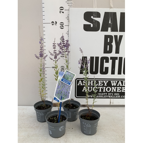 Lot 53        