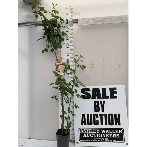 Lot 38        