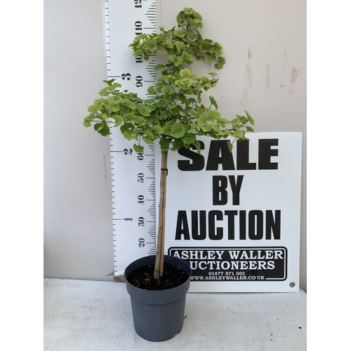 Lot 40        